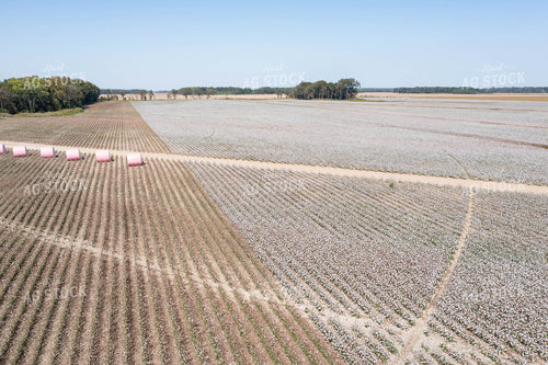 Cotton Bales 79398