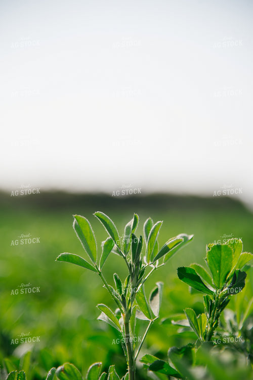 Alfalfa 137062
