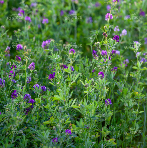 Flowering Alfalfa 132080