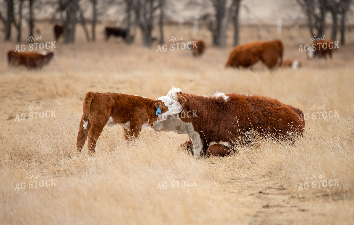 Hereford Cow Calf Pair 212100