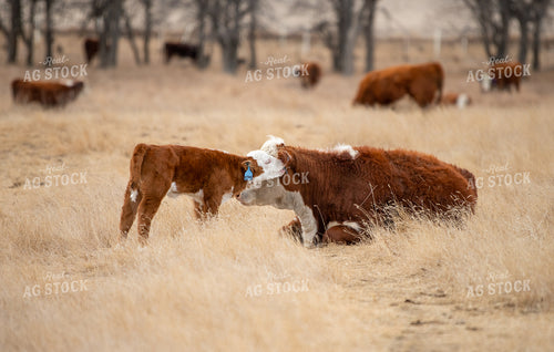 Hereford Cow Calf Pair 212100
