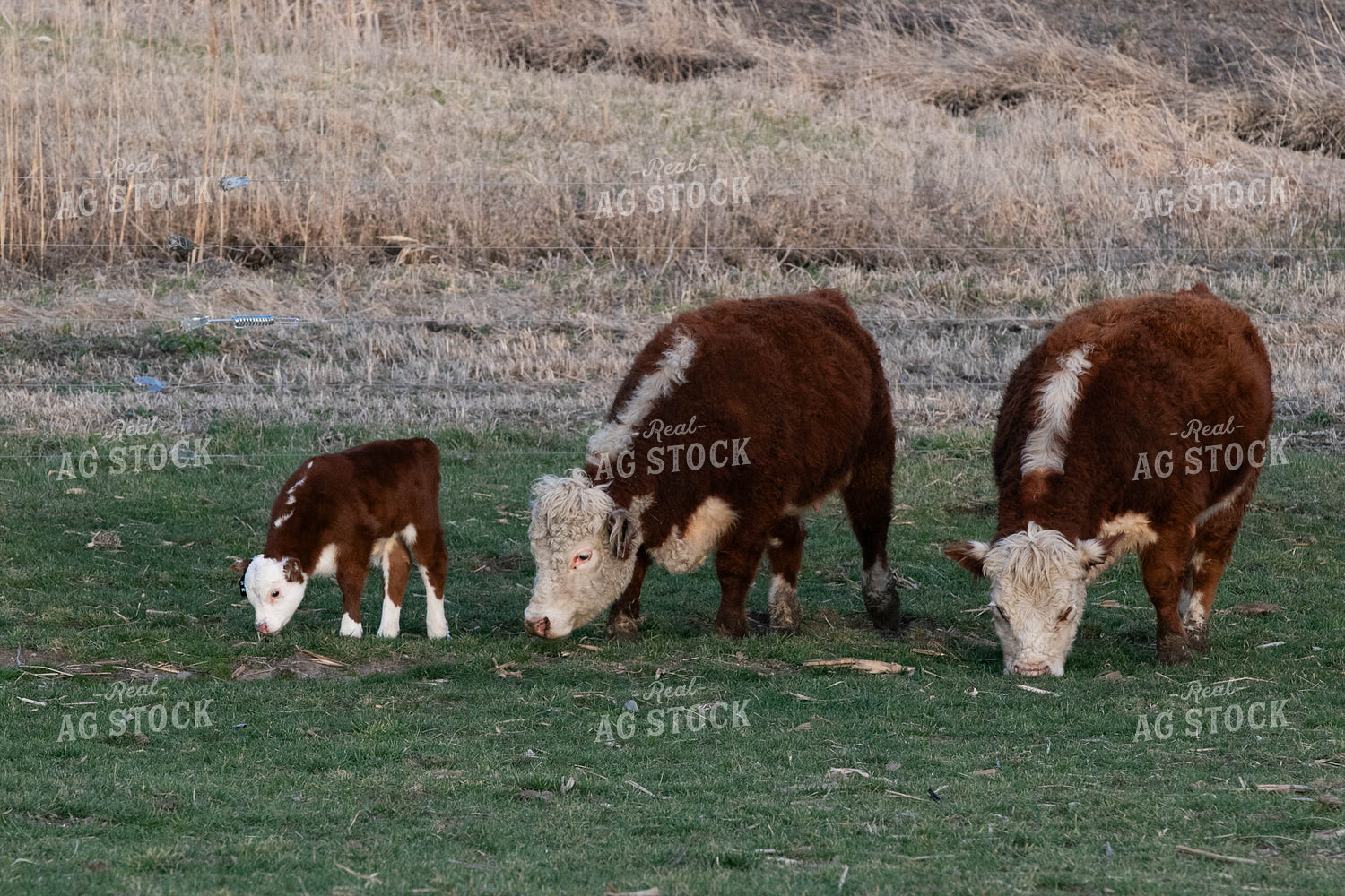 Mini Hereford Cow Calf Pairs 300006