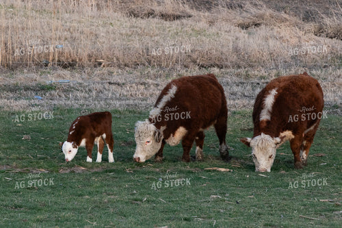 Mini Hereford Cow Calf Pairs 300006