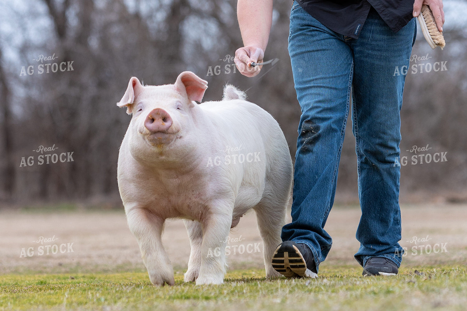 Training a Pig by Walking 131005