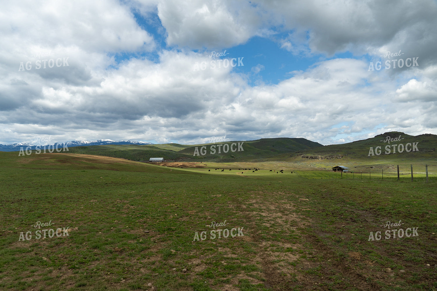Cattle on Pasture 65645