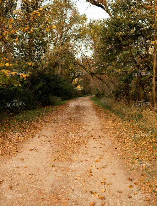 Country Drive in Fall 185196