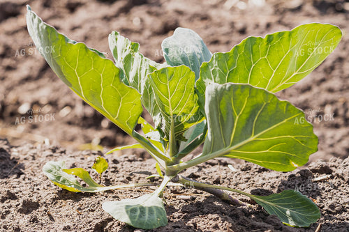 Cabbage Plant 91029
