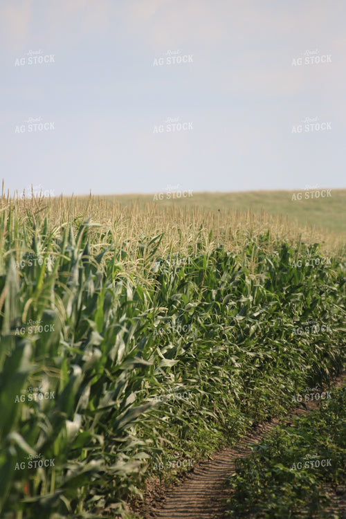 Tasseling Corn Field 82150