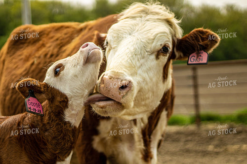 Hereford Cow Calf Pair 194006