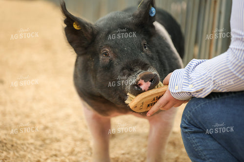 Showing Pigs 52318