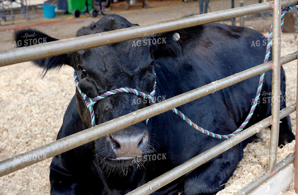 Show Cattle 141710