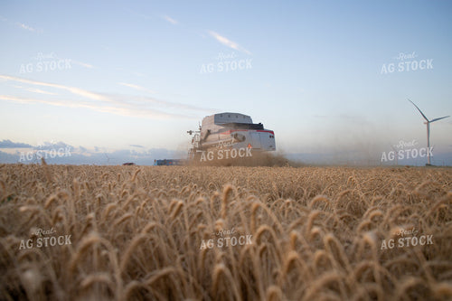 Wheat Harvest 208019