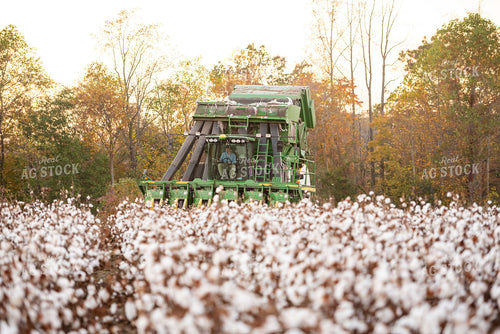 Cotton Harvest 136175