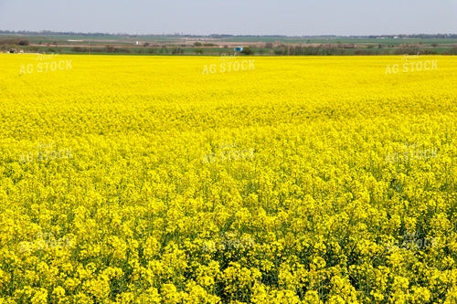 Flowering Canola Field 60003