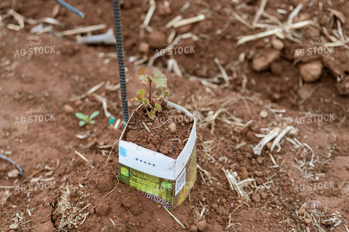 Vineyard Grape Production 107024