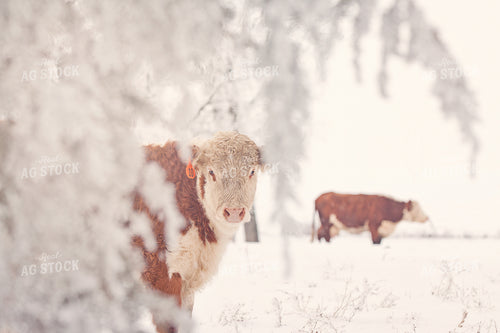 Hereford Cattle 150011