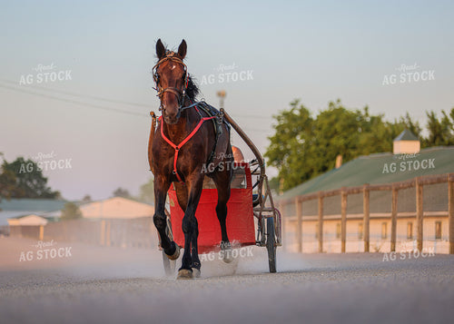 Horse Racing 160084