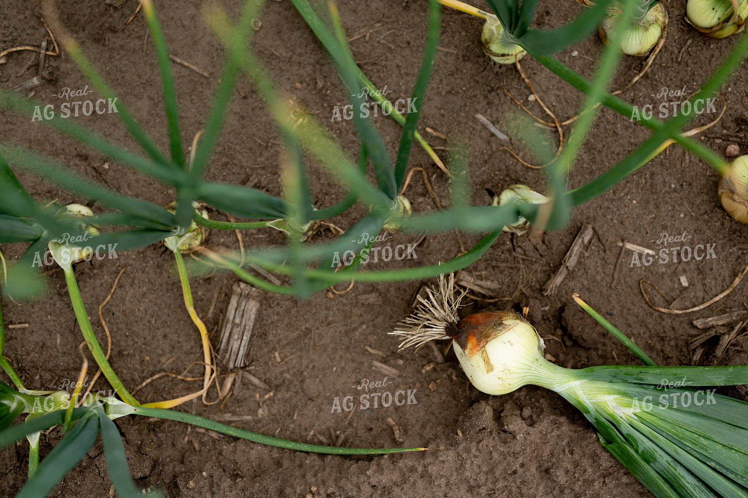 Onion in Field 185155