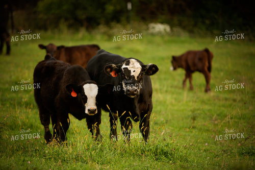 Cattle 2436