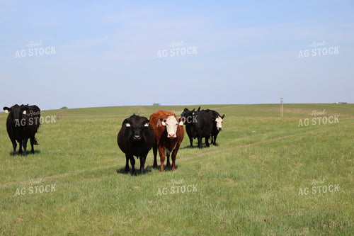 Cattle in Pasture 82075