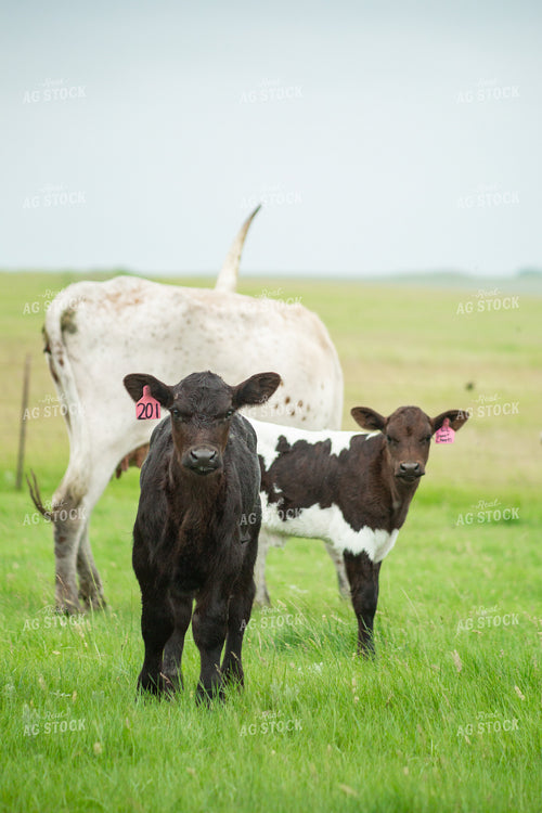 Cattle on Pasture 155634