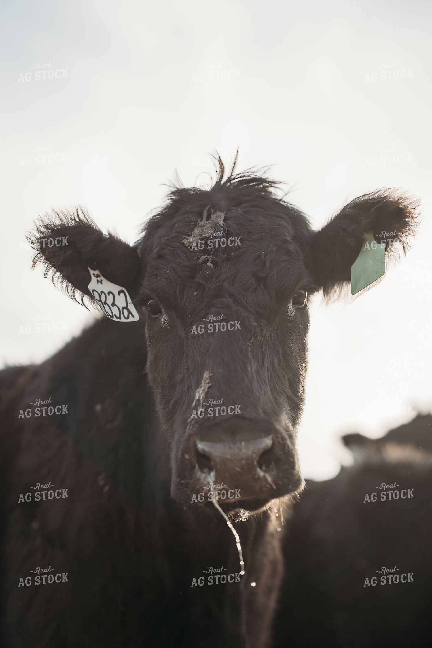 Black Angus Cattle 196232