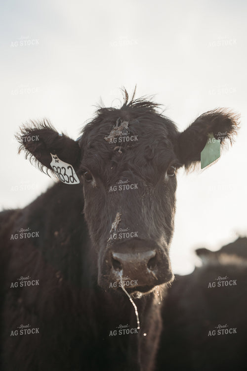 Black Angus Cattle 196232