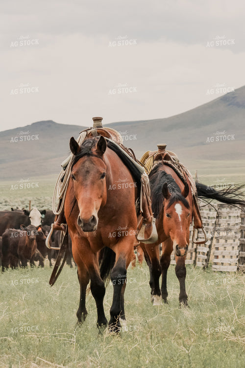 Horses in Cattle Pasture 78035