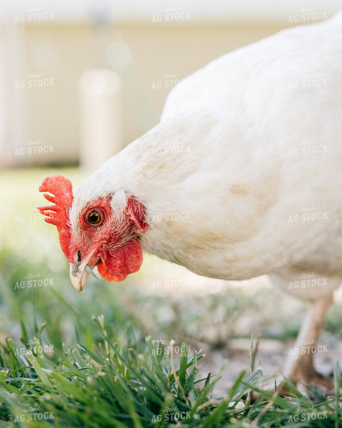 Backyard Chickens 178068