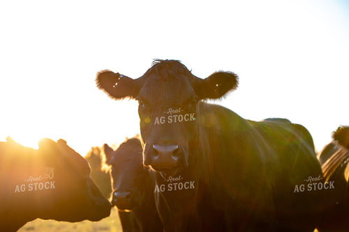 Angus Cattle 236011