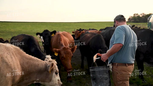 Farmer Feeding Cattle in the Pasture - 375