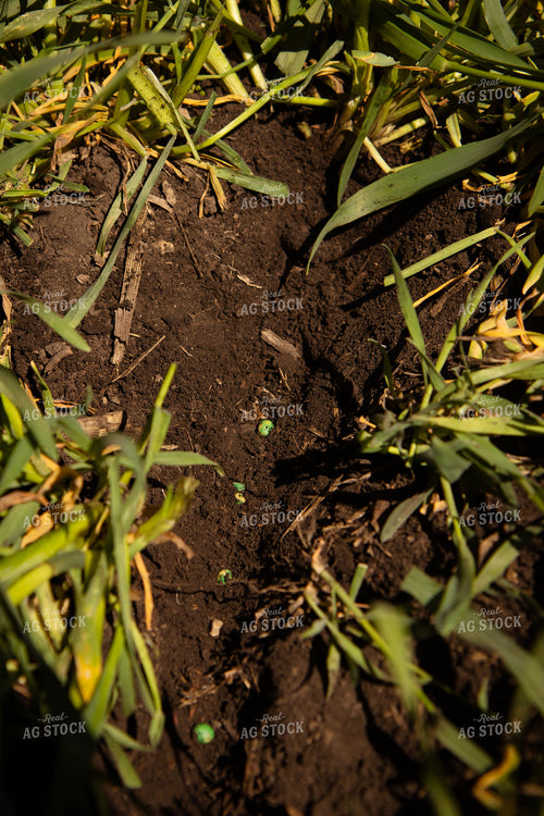 Seed Depth in Cover Crops 67684