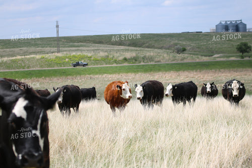 Cattle on Pasture 82529