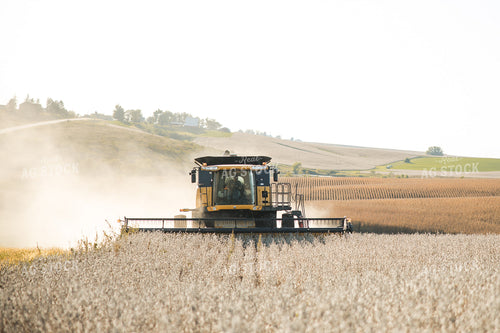 Soybean Harvest 215097