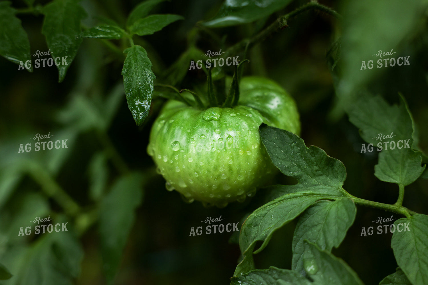Tomato Plant 178139