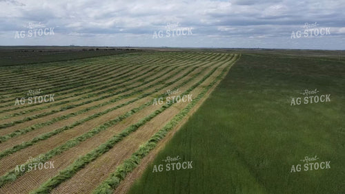 Planting 223002