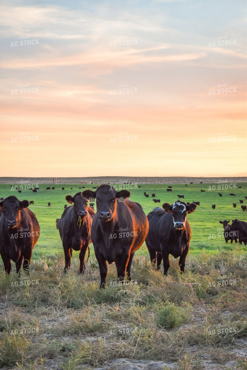 Cattle on Pasture 56092