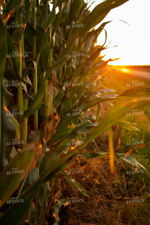 Corn - Mid-Season 2327