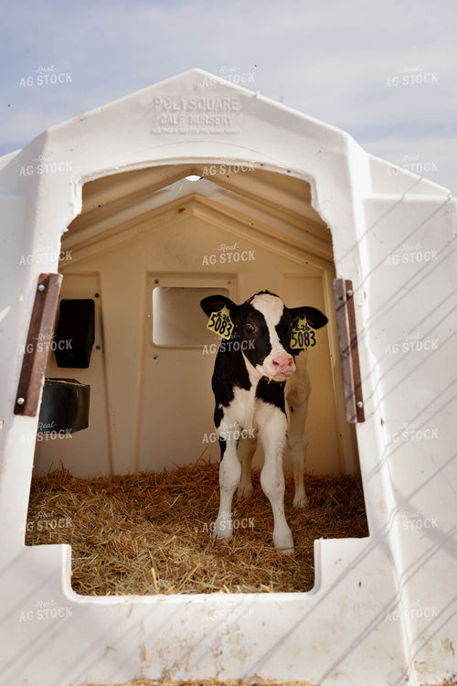 Holstein Calf in Hutch 152263