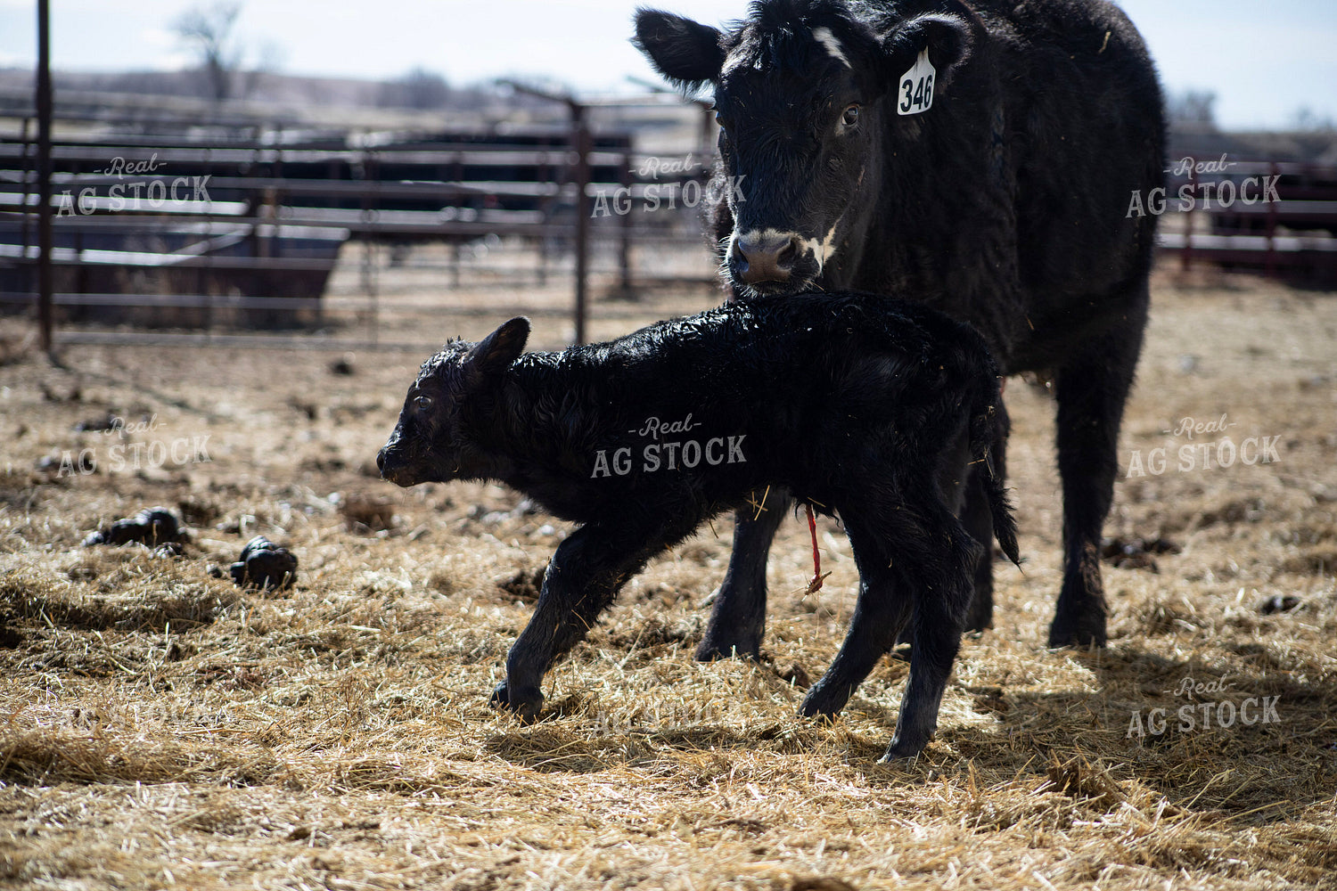 Angus Cow Calf Pair 117284