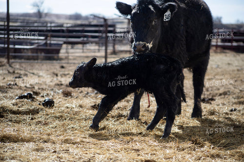 Angus Cow Calf Pair 117284