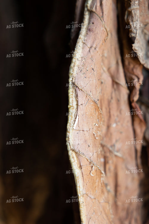 Curing Tobacco 52560