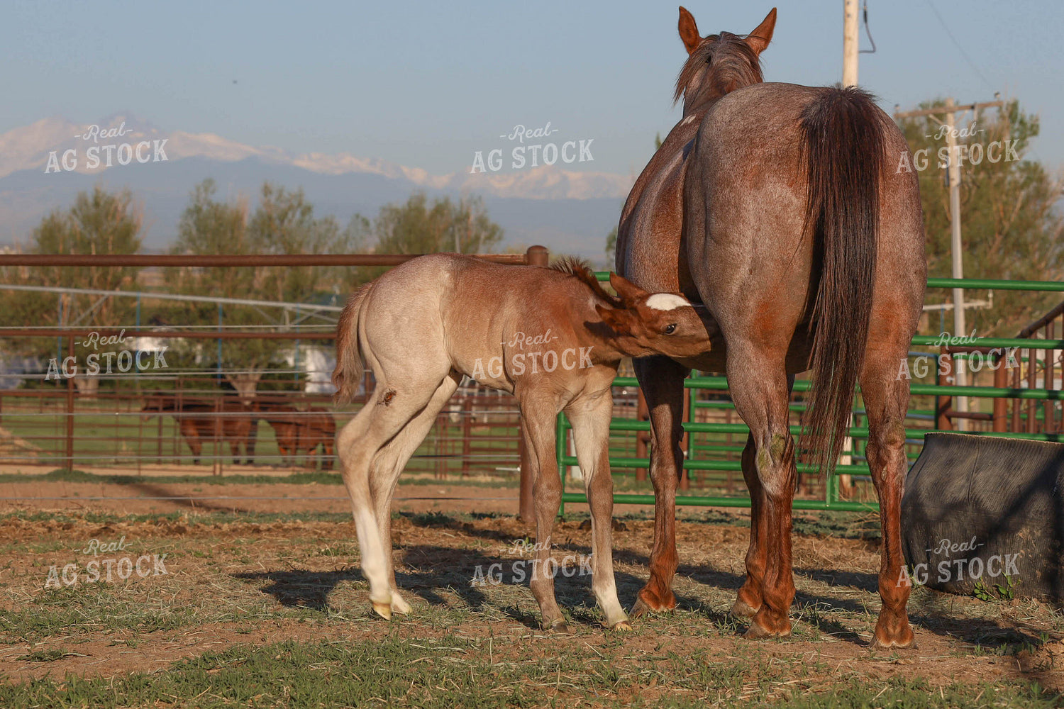 Horse Nursing 97018