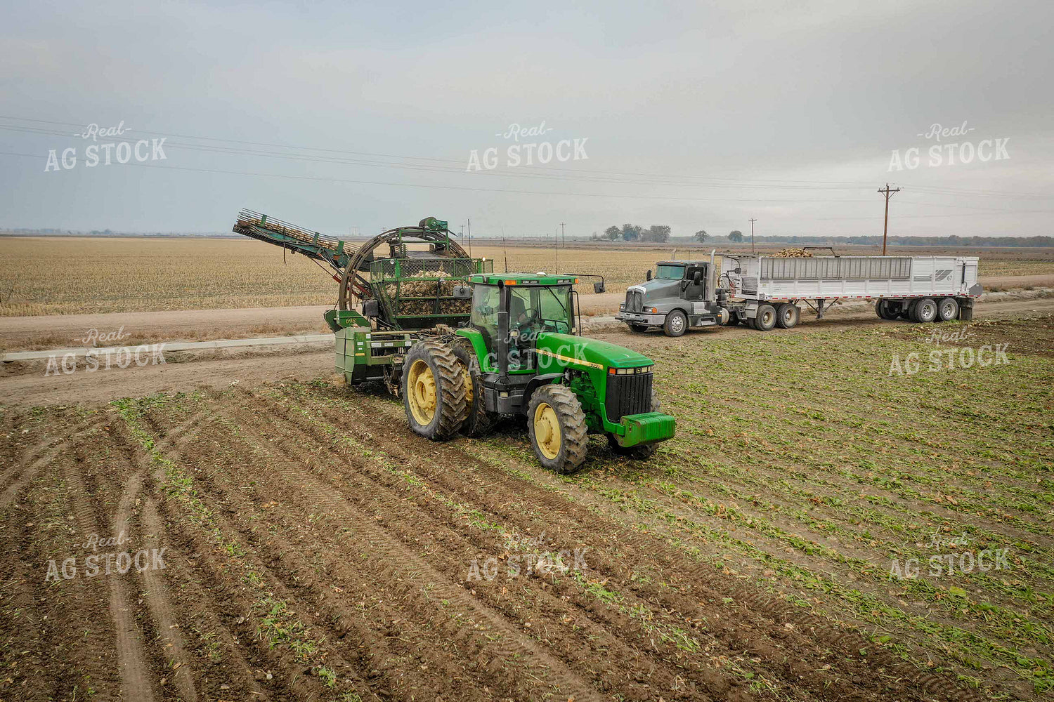 Sugar Beet Harvest 56497