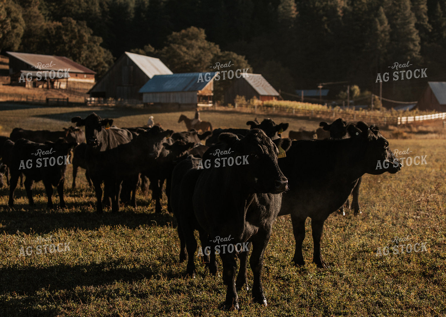 Ranchers on Horseback with Cattle 66050