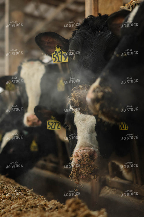 Holstein Cows Eating in Freestall Barn 152691