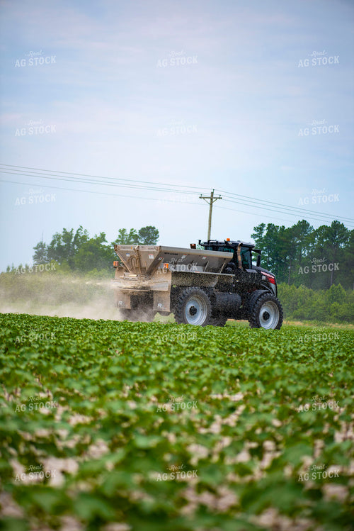 Spreading Dry Fertilizer in Cotton Field 136220
