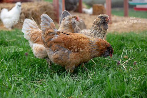 Chickens on Farmyard 90059