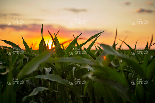 Mid-Season Corn 93023