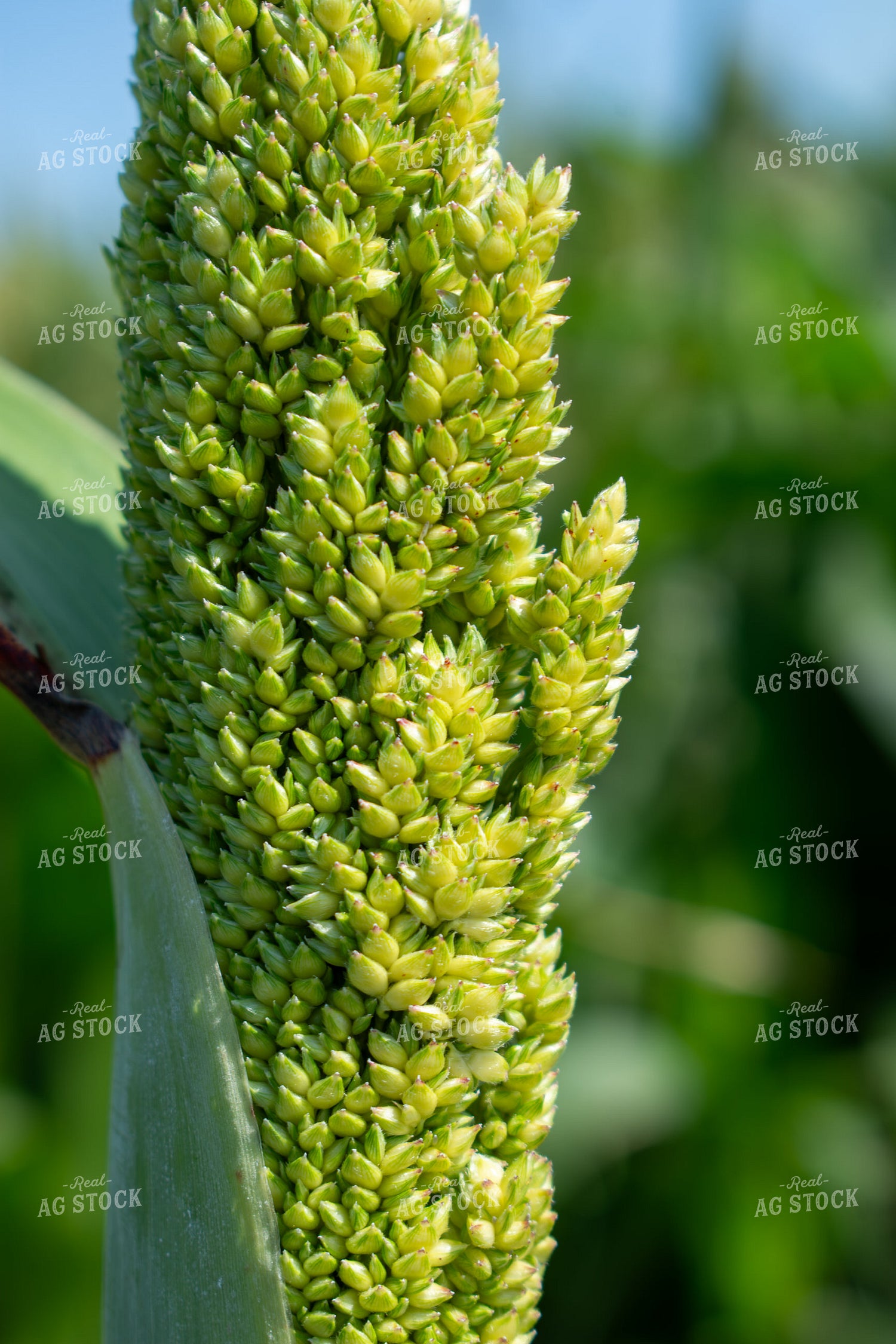 Midseason Mllet 156146